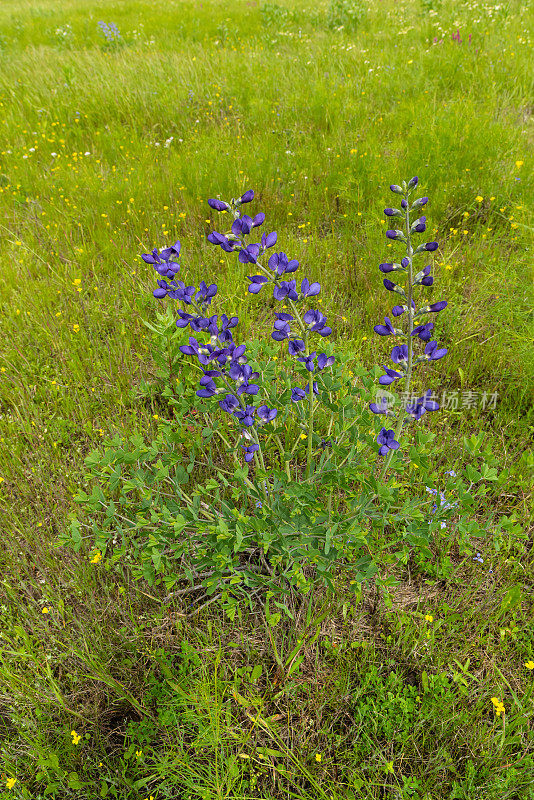 Wild Blue Indigo， (Baptisia australis)， Idabel Airport Prairie, Idabel, OK
